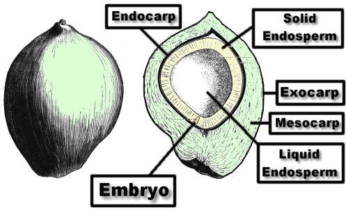 coconut fruit