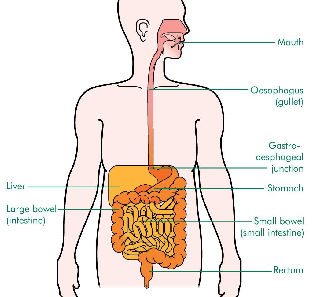 ระบบย่อยอาหาร (Digestive System)