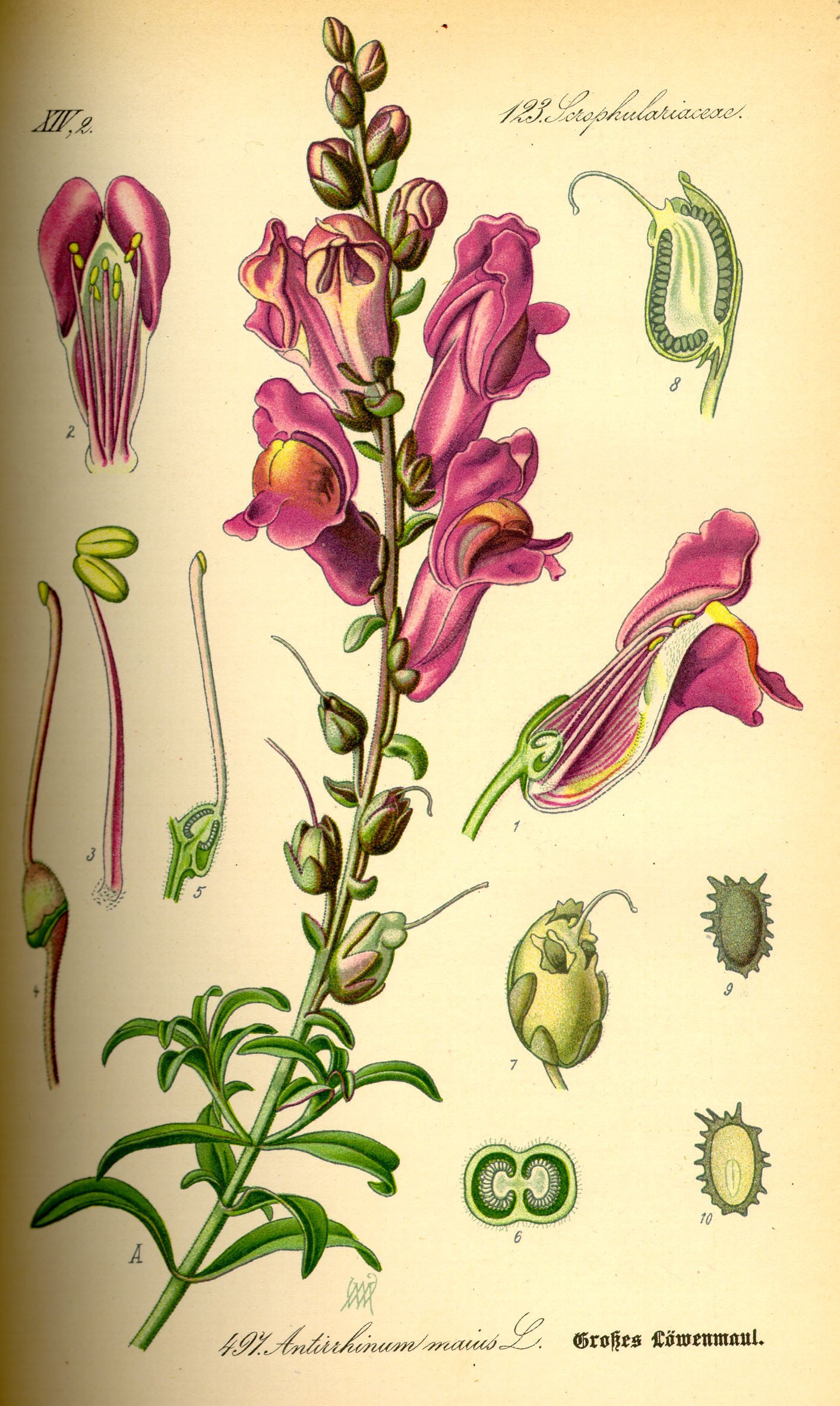 Illustration Antirrhinum majus