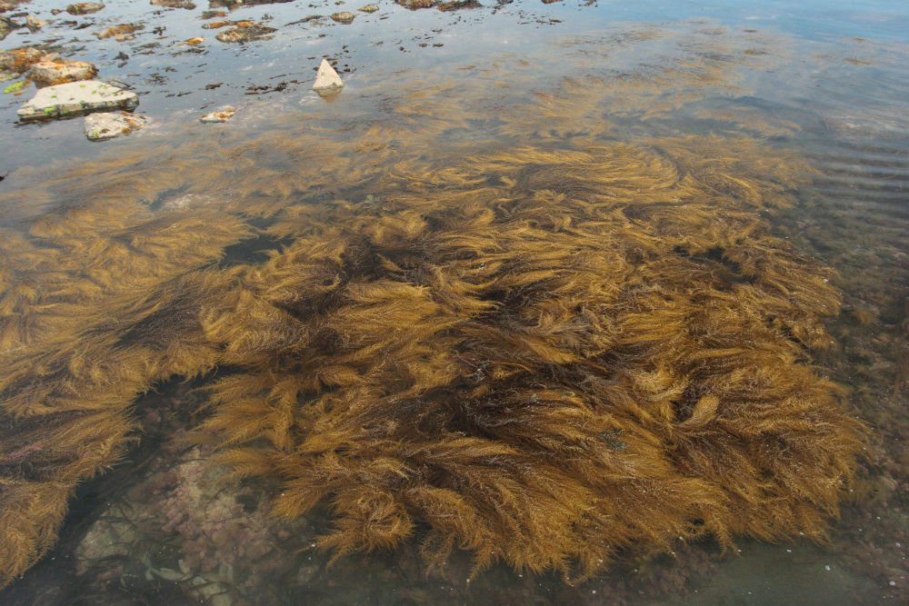 Sargassum