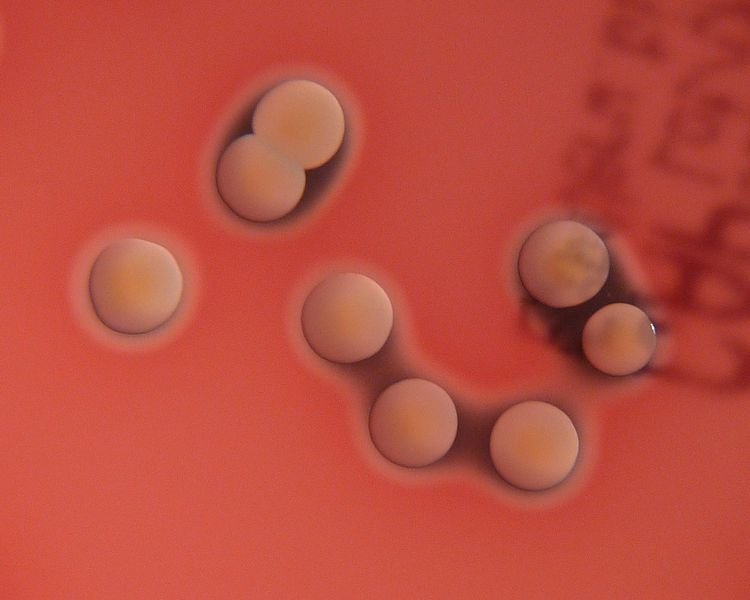 ภาพแสดงโคโลนีสีเหลืองของ S. aureus บน blood agar ซึ่งจะเห็นได้ว่าบริเวณรอบๆโคโลนีจะใสเนื่องจากเกิดการแตกของเม็ดเลือดแดงในอาหารเลี้ยง