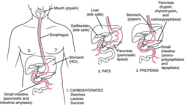 ระบบย่อยอาหาร (digestive system) ระบบย่อยอาหาร (Digestive System)