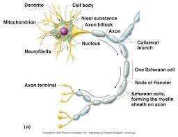 แอกซอน axon มีหน้าที่อะไร