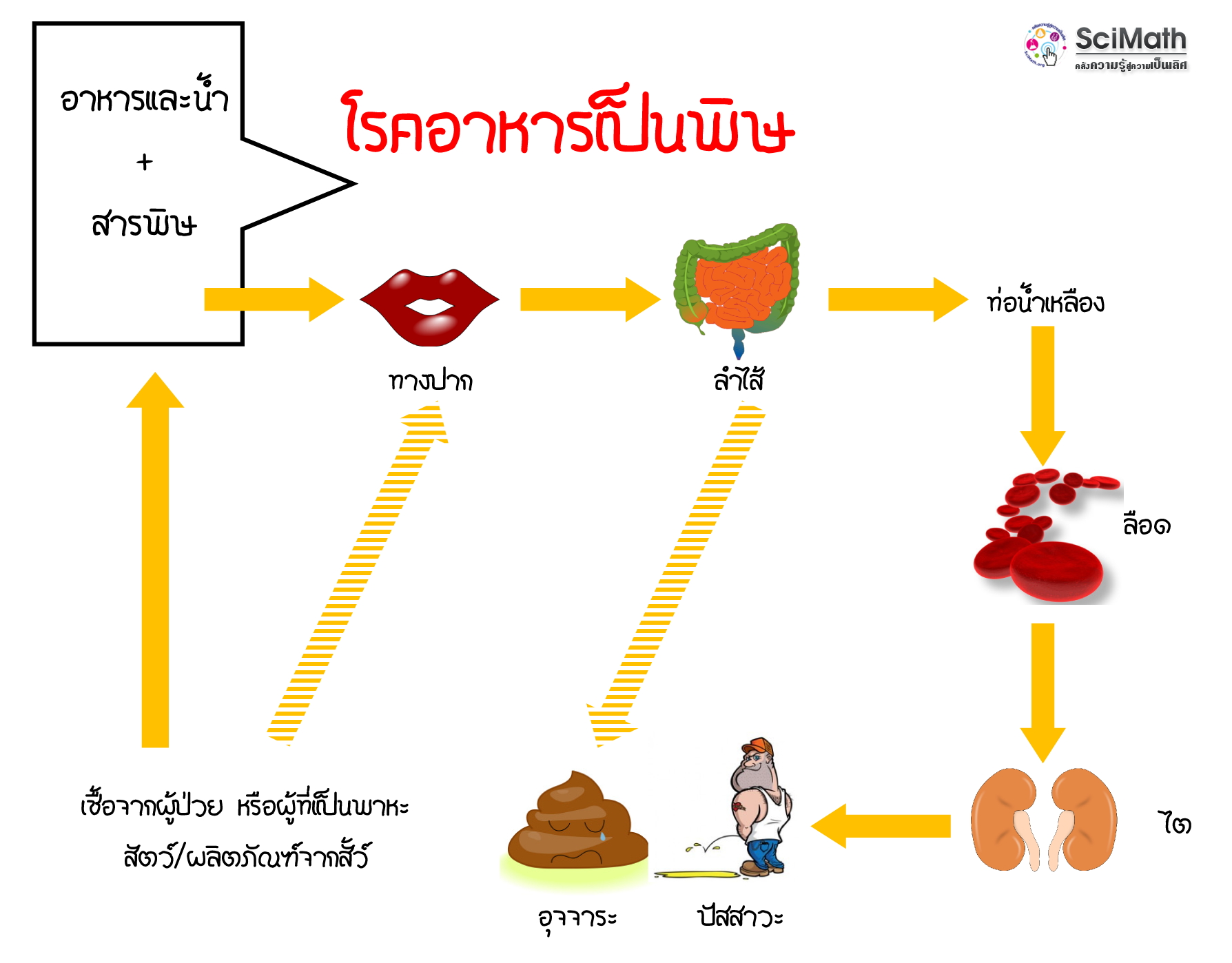 วงจรการเกิดอาหารเป็นพิษ  