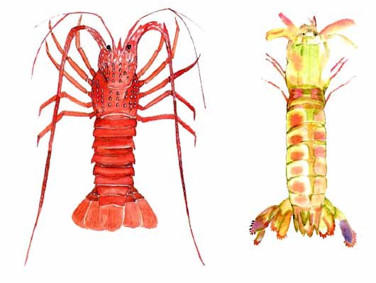 กุ้ง กั้ง