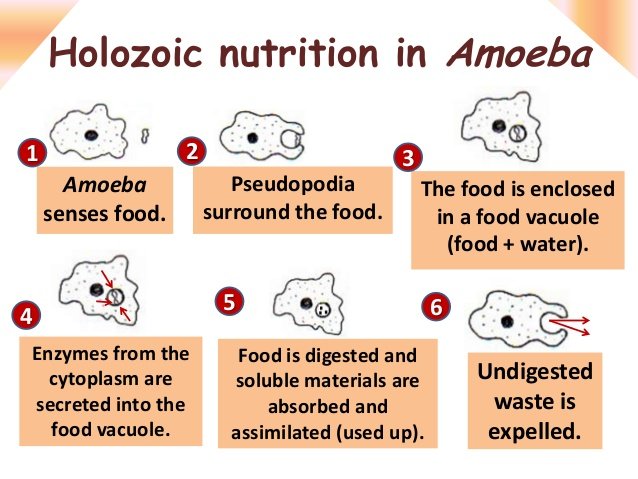 ระบบย่อยอาหาร (digestive system) ระบบย่อยอาหาร (Digestive System)