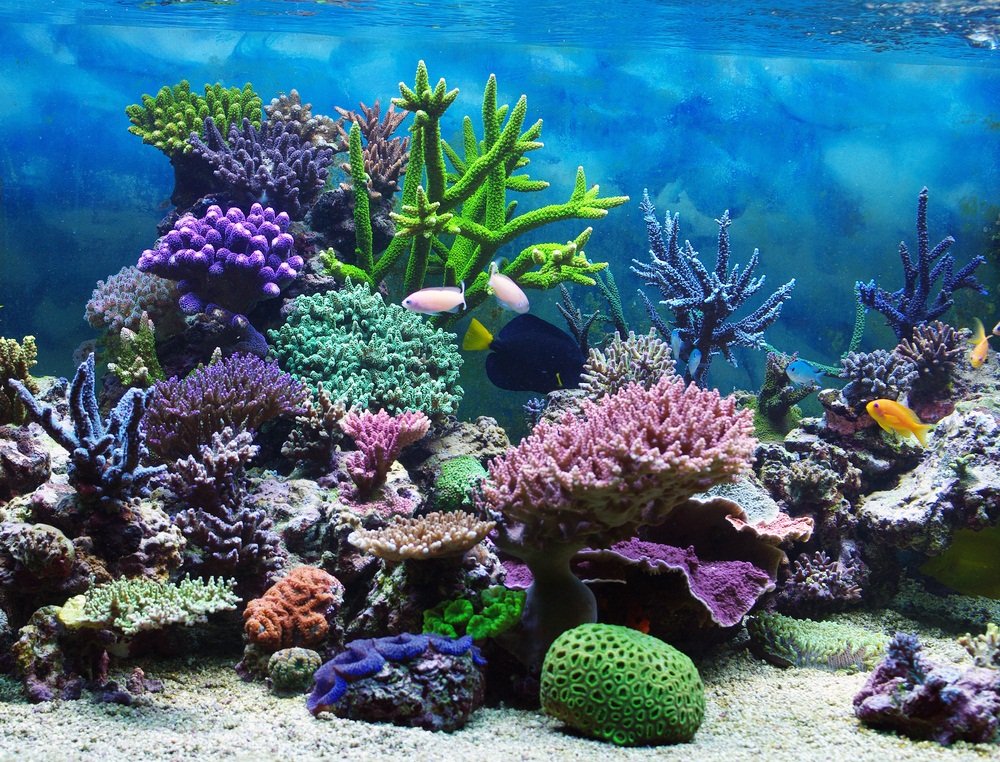 coral reef