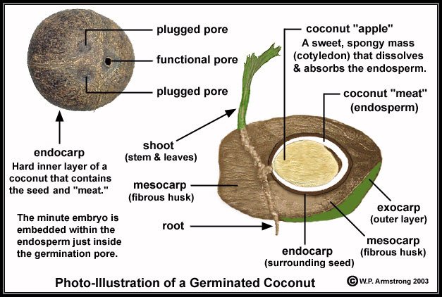 coconut