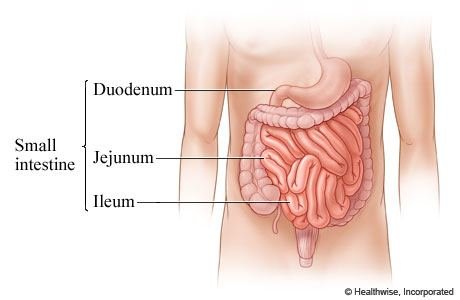 ระบบย่อยอาหาร (Digestive System)