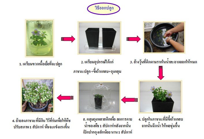 วิธีปลูกม่วงเทพรัตน์ จากขวดเพาะเลี้ยงเนื้อเยื่อ