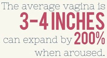 average vagina