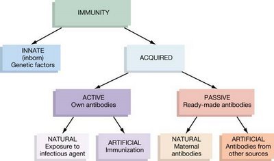 ระบบภูมิคุ้มกัน (Immunology)