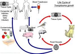 Life Cycle ของ ปรสิต toxoplasmosa gondii ที่อยู่ในแมว